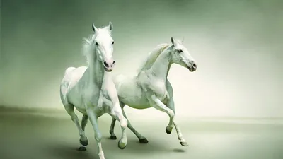 Обои лошади, бег, пара картинки на рабочий стол, фото скачать бесплатно