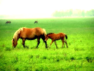 Лошади - обои для рабочего стола - Мой Конь