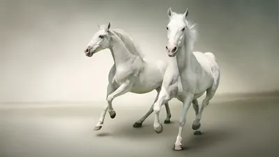 Скачать фотообои для рабочего стола: Лошади на лугу, фото, трава, конь,  фото лошади, обои на рабочий стол