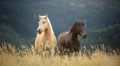 Обои лошади на рабочий стол