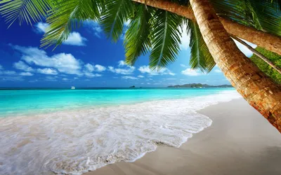 Обои море, пальмы, солнце, пляж, волна, вода, голубой картинки на рабочий  стол, фото скачать бесплатно