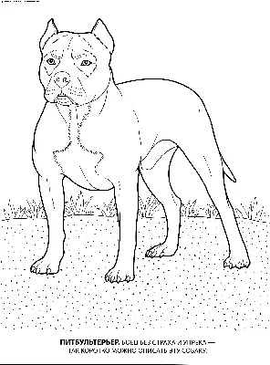 Раскраска Питбультерьер | Раскраски собак, рисунки собак, картинки собак
