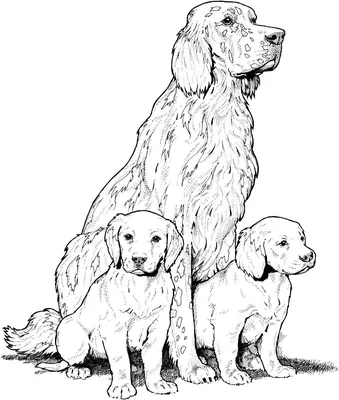 раскраска чихуахуа, эскизный рисунок мелками, Распечатать картинку собаки,  чтобы раскрасить фон картинки и Фото для бесплатной загрузки