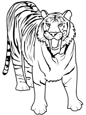Раскраска Тигр — Мир раскрасок