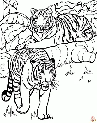 Раскраски тигр и медведь (46 фото) » Картинки, раскраски и трафареты для  всех - Klev.CLUB