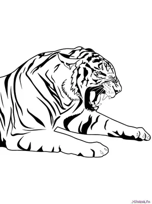 Раскраска Тигр — Мир раскрасок