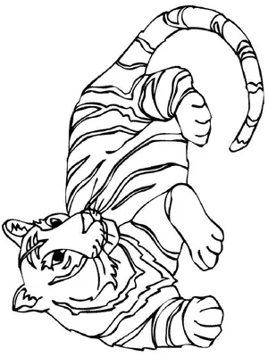 Раскраска Тигр | Раскраски для детей печать онлайн