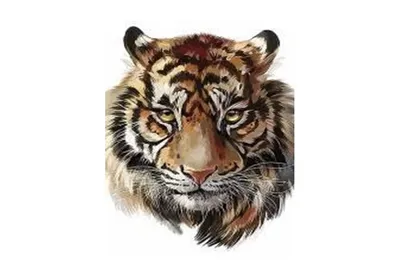 стиль рисования линии. тигр распахивает рот Иллюстрация вектора -  иллюстрации насчитывающей шарж, ангстрома: 233505761