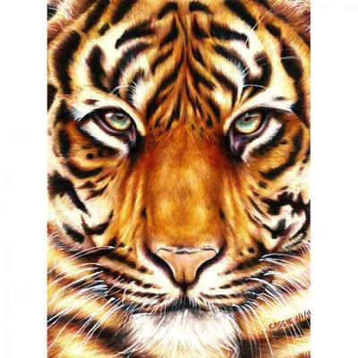 Гравюра-скретчинг цветная 30х40см Животные Мудрый тигр Гр-762 купить оптом,  цена от 413.28 руб. 4690591087687