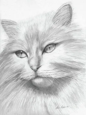 человек рисует карандашом по кошке на бумаге, как нарисовать кошку на  картинке, Рисование, животное фон картинки и Фото для бесплатной загрузки