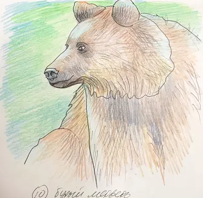Рисунки животных карандашом для срисовки - 63 фото