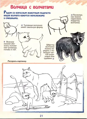 Рисунок карандашом для начинающих животные - 51 фото