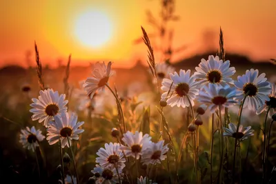 Шпалери на монітор | Літо | природа, макро фото тема, квіти, ромашки, небо