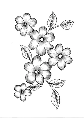 Цветок рисунок для срисовки карандашом - 56 фото