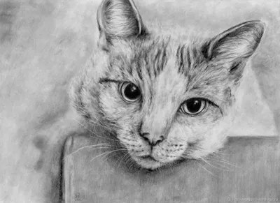 Мои рисунки и срисовки | •° Коты-Воители •° Amino