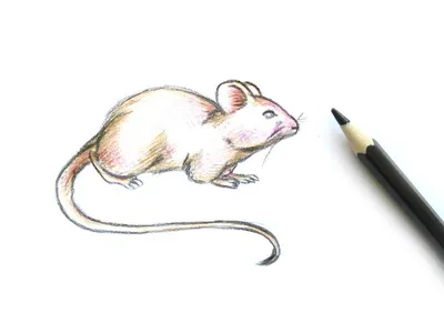 Рисование ватными палочками «Зернышки для мышки» (первая младшая группа) (5  фото). Воспитателям детских садов, школьным учителям и педагогам - Маам.ру