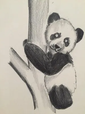 Панда рисунок карандашом для срисовки - 64 фото