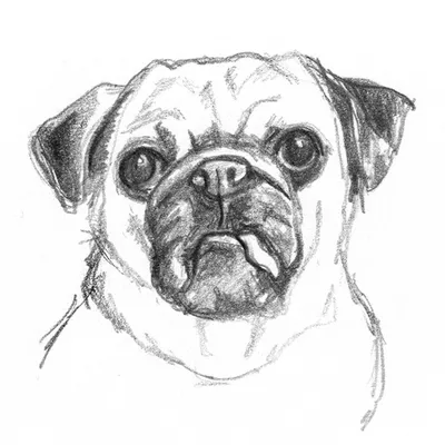 Картинки собак для срисовки карандашом (88 фото)