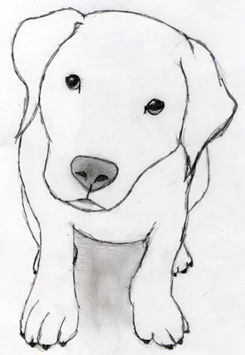 Рисунки для срисовки легкие собаки 4 буквы (25 шт)