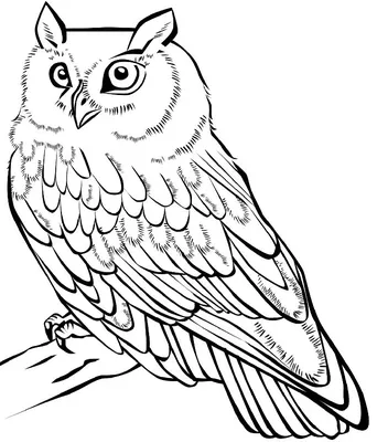 Рисунки совы для срисовки