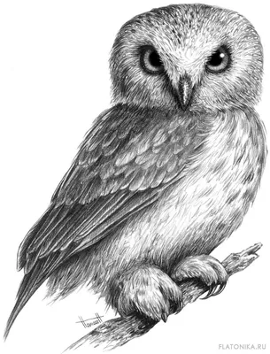 Рисунок совы карандашом. Окончательный вариант. | Нарисовать сову, Сова  тату рисунки, Рисунок птиц