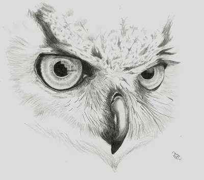 Рисунок совы карандашом - 78 фото