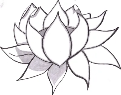 Идеи для срисовки дикорастущие растения легкие (90 фото) » идеи рисунков для  срисовки и картинки в стиле арт - АРТ.КАРТИНКОФ.КЛАБ