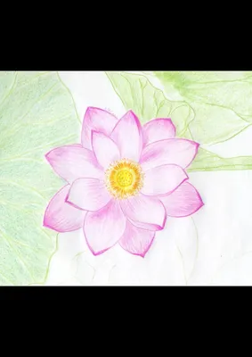 вкратце, цветок легких винтаж ботанический гравированный рисунок. цветущий  цветочный завод, нарисованный в ретро-стиле Иллюстрация вектора -  иллюстрации насчитывающей линия, контур: 272515059