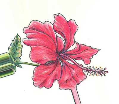 Осенние цветы рисунок карандашом для срисовки - 67 фото