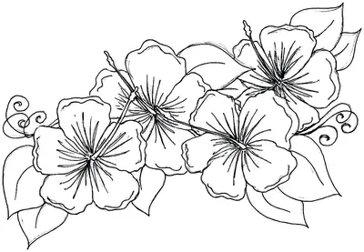 Рисунки для срисовки цветы легкие - 65 фото