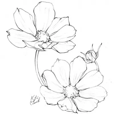 Рисунки для срисовки \"цветы\"