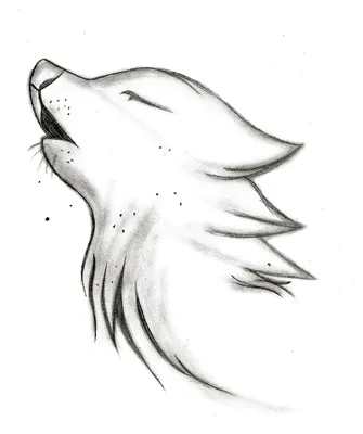 Рисунок волка для срисовки красивый (14 шт)