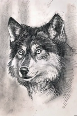 рисунок волка | Пикабу