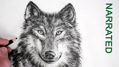 Линейный рисунок волка » maket.LaserBiz.ru - Макеты для лазерной резки