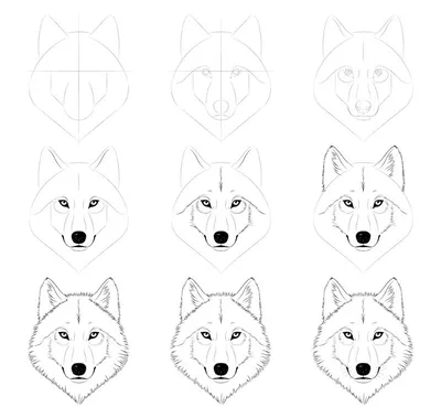 Картинки волка для срисовки (60 картинок) 🌟