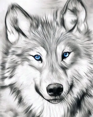 Рисунки волка для срисовки (31 лучших фото)