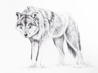 Волк картинки рисунки - 69 фото