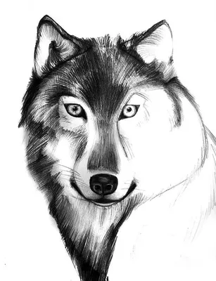 Раскраска животные волк. раскраски животные волк. Картинки раскраски.
