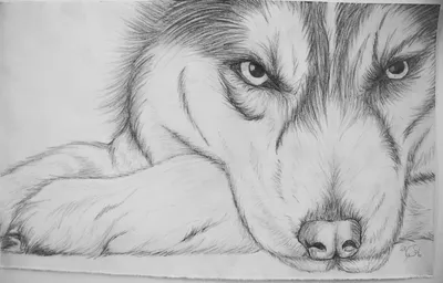 Рисунки карандашом для срисовки животных - 67 фото