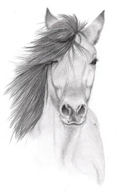 Horse Pencil sketch by Vulpes-Corsac on deviantART | Horse drawings, Pencil  sketches of animals, Pencil drawings of animals
