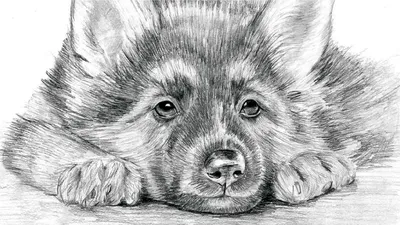 Рисунки животных для срисовки (61 лучших фото)