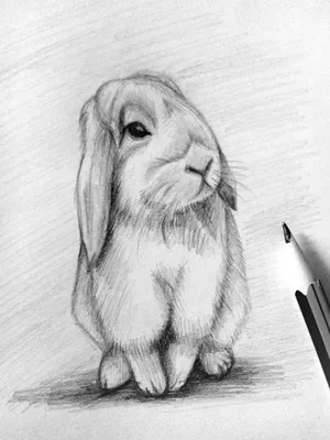 Рисунки животных карандашом милые и красивые (50 фото) » рисунки для  срисовки на Газ-квас.ком
