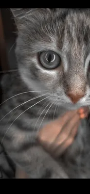 Обои на телефон | Кошки, Кот, Животные