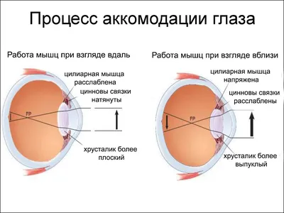 Стереокартинки для всей семьи. 80 картинок для тренировки зрения Гагарина  М. - купить книгу с доставкой по низким ценам, читать отзывы | ISBN  978-5-4366-0719-1 | Интернет-магазин Fkniga.ru