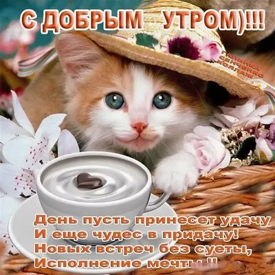 Картинки для вацапа с добрым утром фотографии