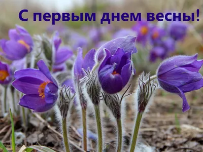 Открытка с цветком на последний день весны | Весна, Открытки, Картинки