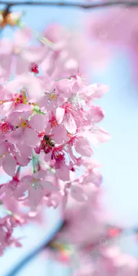 Обои весна, цветы, трава, цветение картинки на рабочий стол, фото скачать  бесплатно