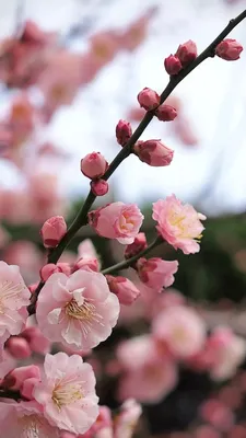 вертикальная фотография картинка весна розовая сакура телефон обои Фон И  картинка для бесплатной загрузки - Pngtree