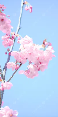 Обои на рабочий стол Весна, цветение японской вишни, обои для рабочего  стола, скачать обои, обои бесплатно