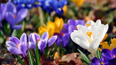 вертикальная фотография картина цветение вишни романтическая весна телефон  обои Фон И картинка для бесплатной загрузки - Pngtree